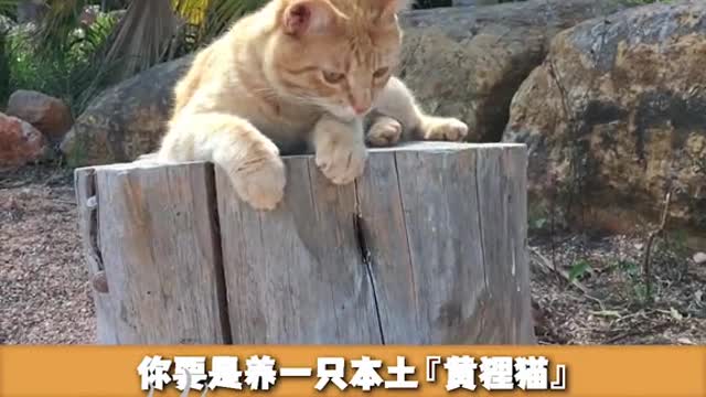 Big! The orange! For!Heavy! The cat # # barrel of a pet