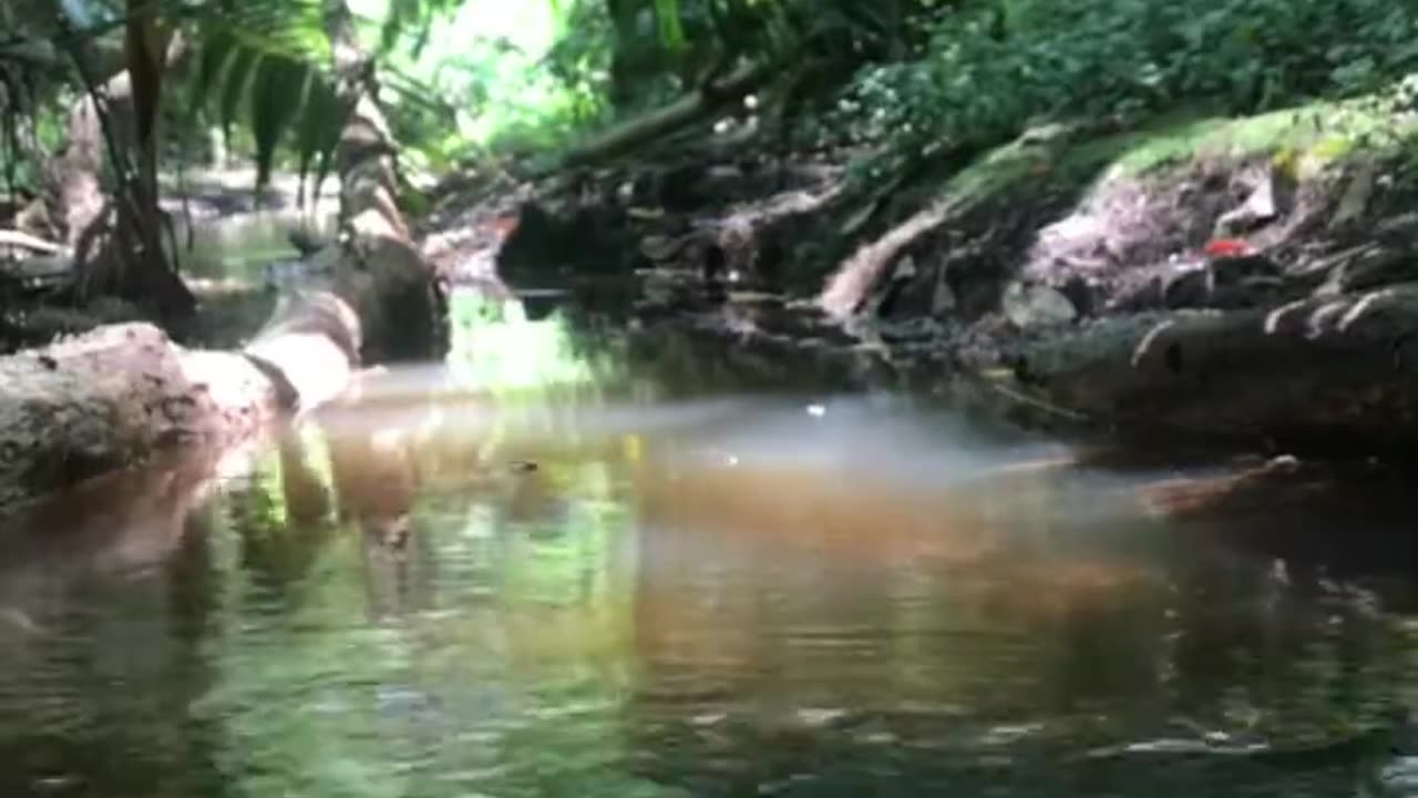 Relaxing 5 minute nature short