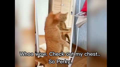 Funny Cat Video to light up your day.