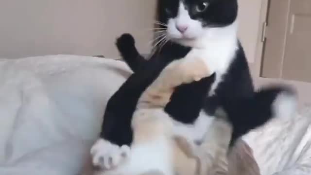 So funny cats compilation 2022 || so funny cat videos ||#shorts #reels