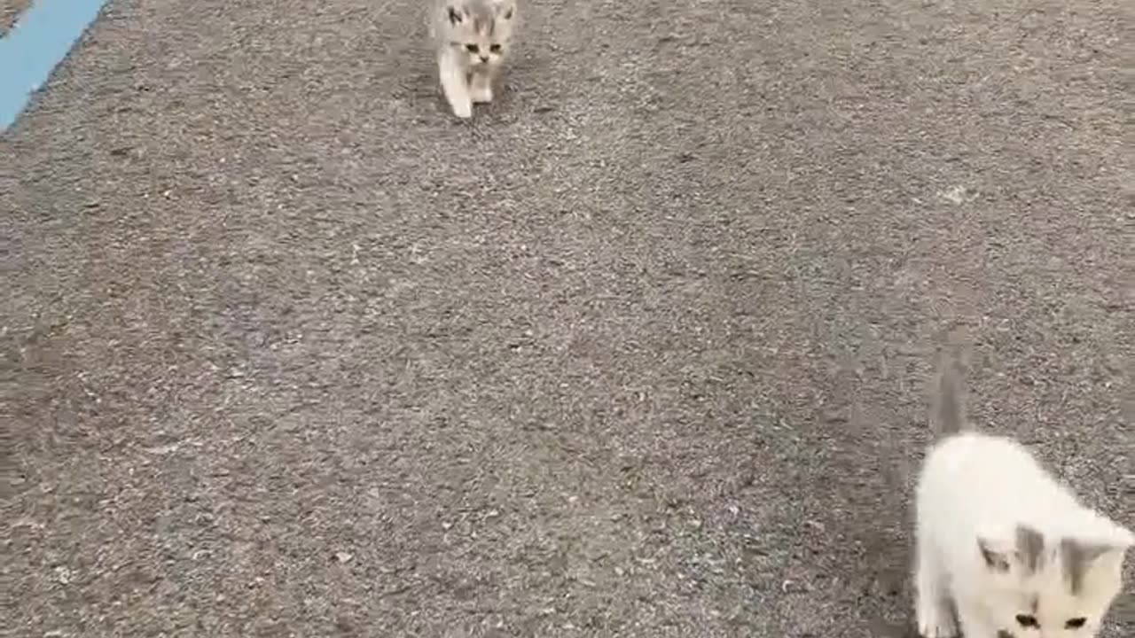Kitten are hilarius