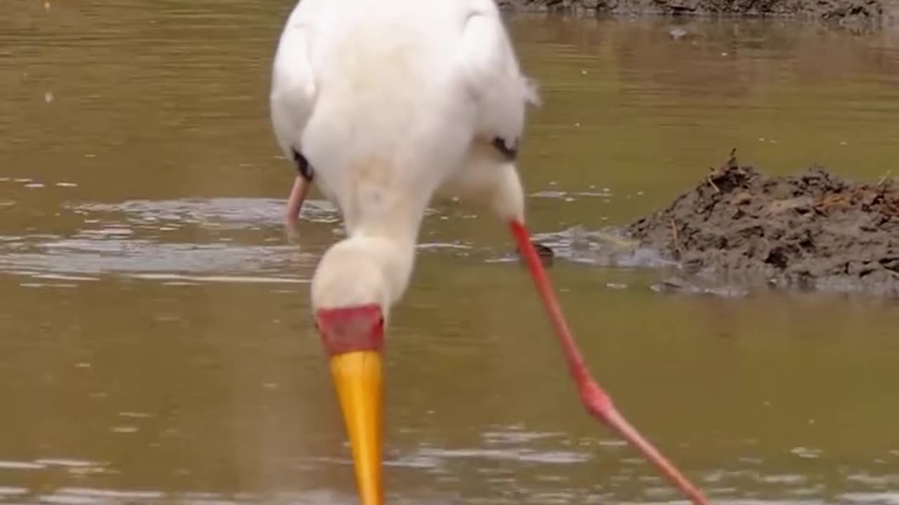 Working for food