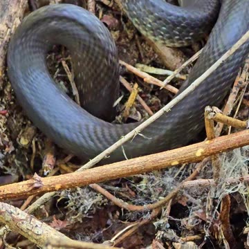 Snake crawls away / beautiful Aesculapian snake disappears in a pile of brushwood.