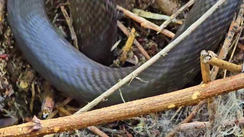 Snake crawls away / beautiful Aesculapian snake disappears in a pile of brushwood.