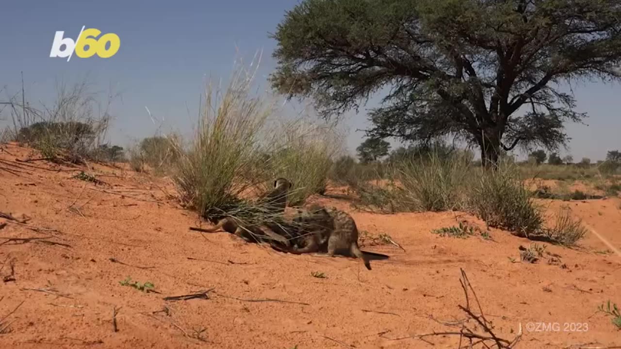 These Meerkats Are Welcoming Christmas With an Amazing Display