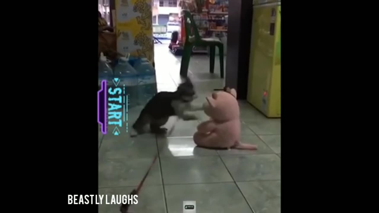 Funniest Animal Movie clips: Funny Dogs & Cats In 2024