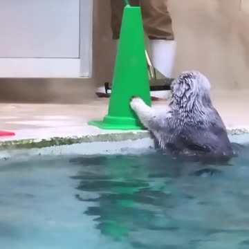 "Surprising Assistant: Sea Otter assists in Pool Maintenance"
