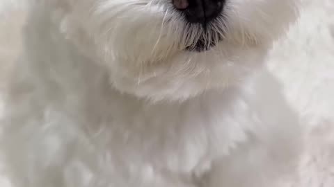 Cuteness Overloaded Shitzu Doggy