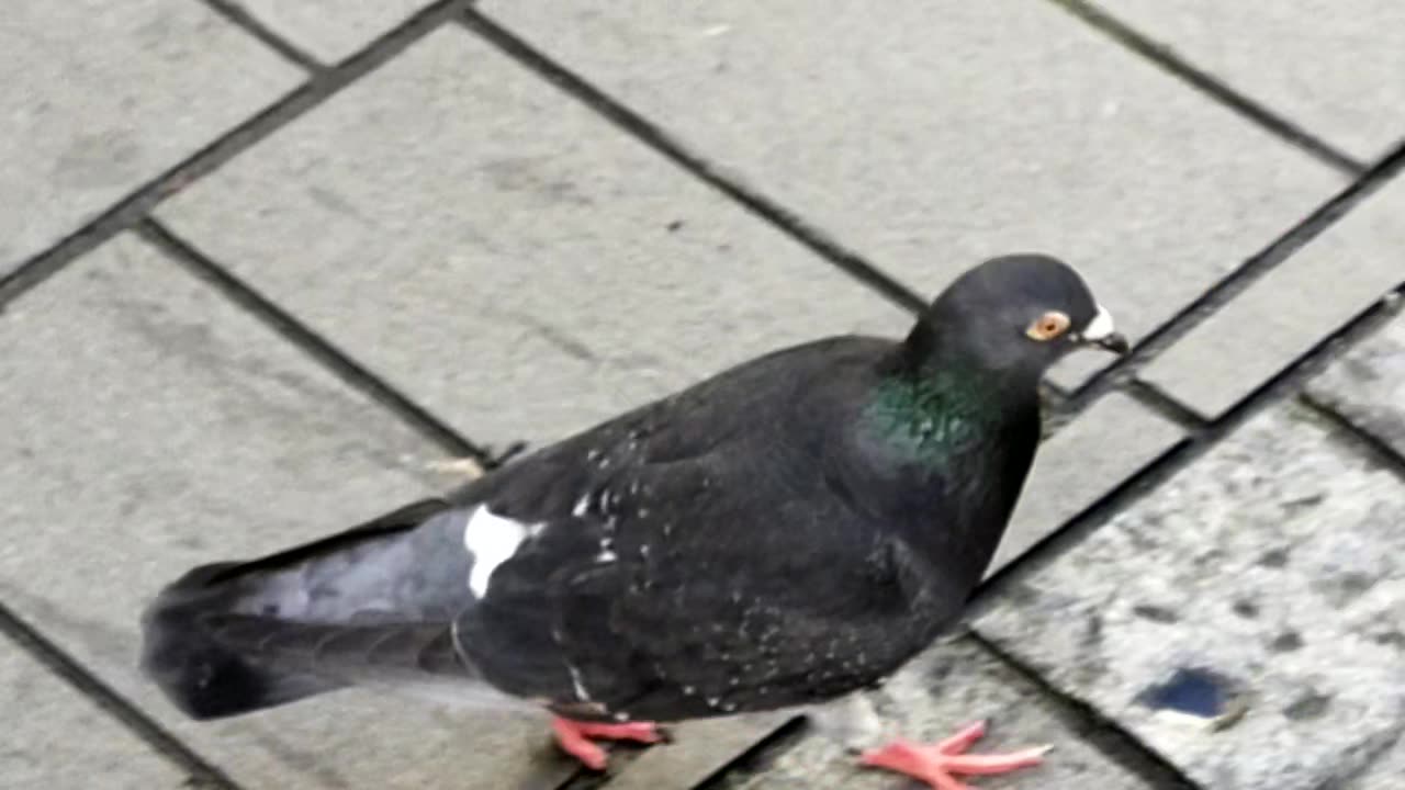 Pavement Pigeon v. Short...