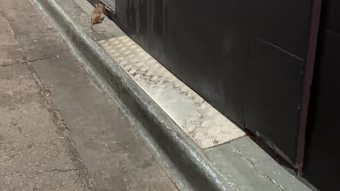 Rat Tries to Find Find Way Into Restaurant