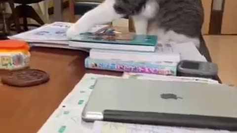 Funny cat reactions ..pet lovers // American pet lovers. // American funny Cat videos // Funny video