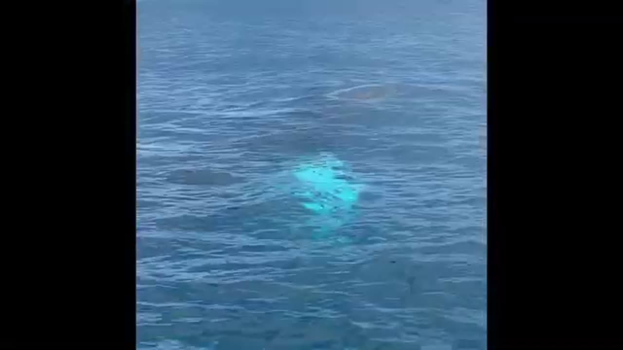 Close humpback whale encounter with rare behaviour
