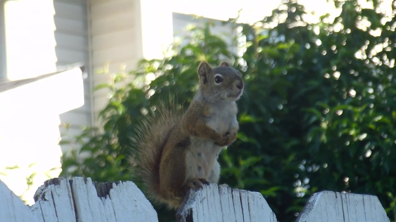 The red squirrel