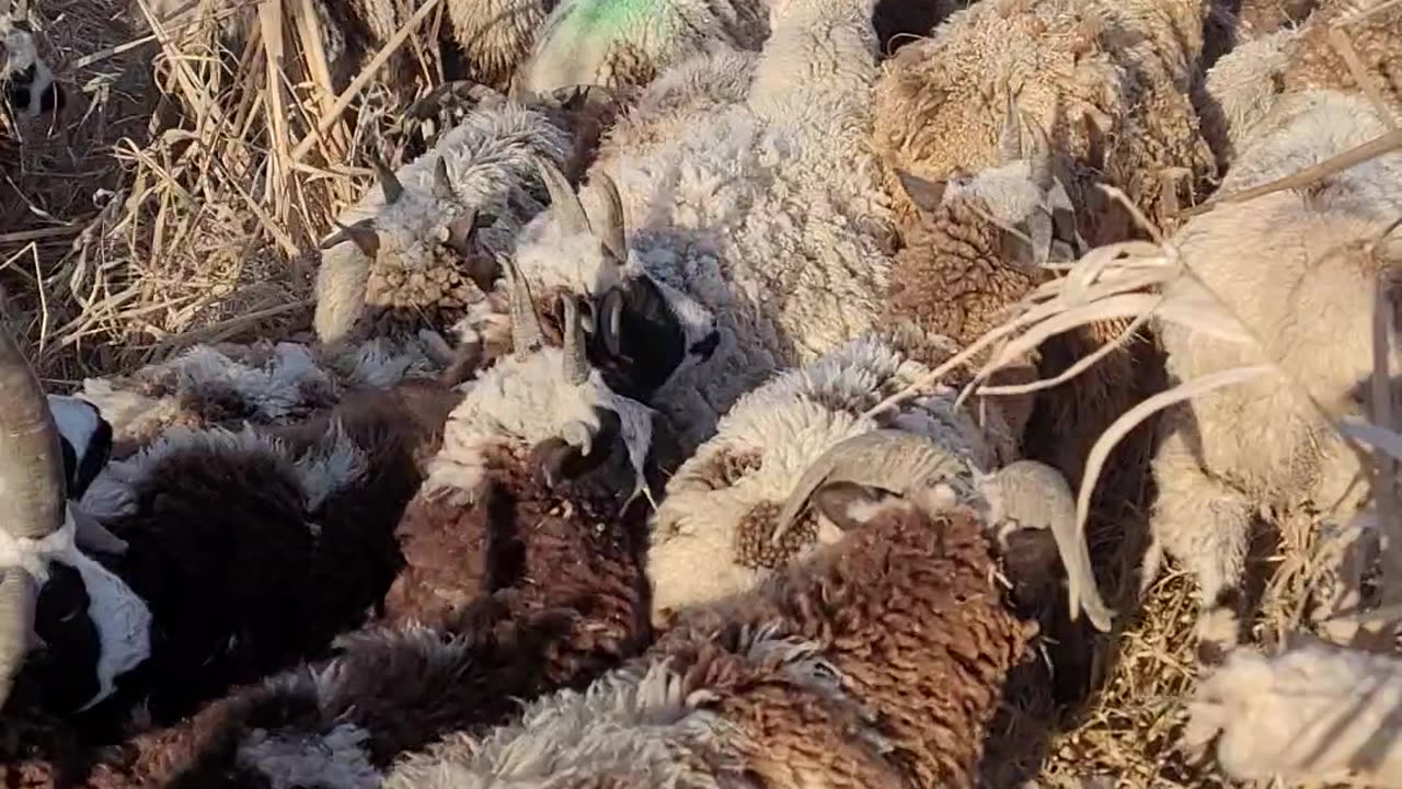 Sheep walking up hill