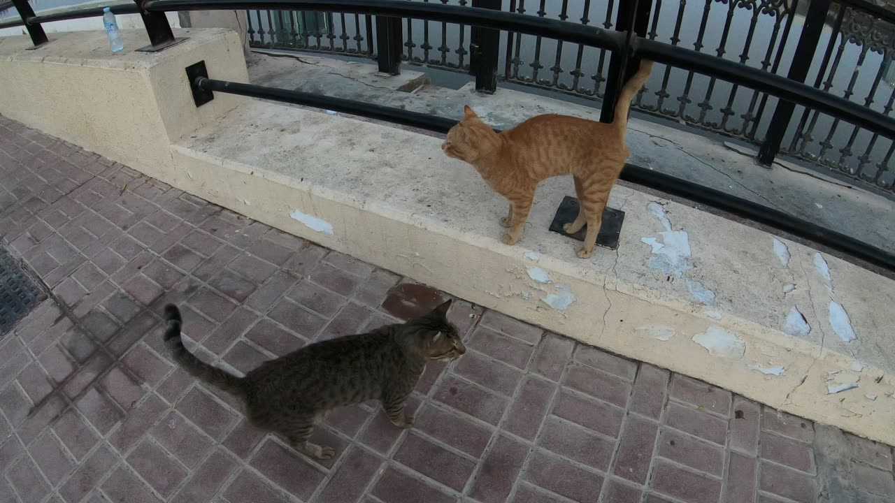 ED SHEERAN & MICHAEL JACKSON - Homeless cats in Ras Al Khaimah, UAE #cat #EdSheeran #MichaelJackson