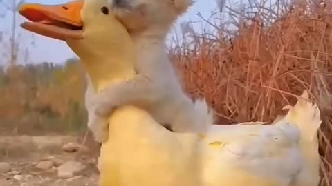 Duck 🦆 and dog 🐶 friendship helping each others like best friends 😜😁❤️😍🐶🦆🥰