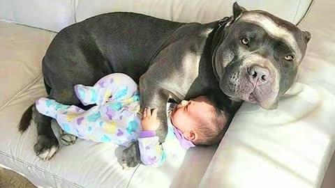 Having Protective Dogs are Awesome