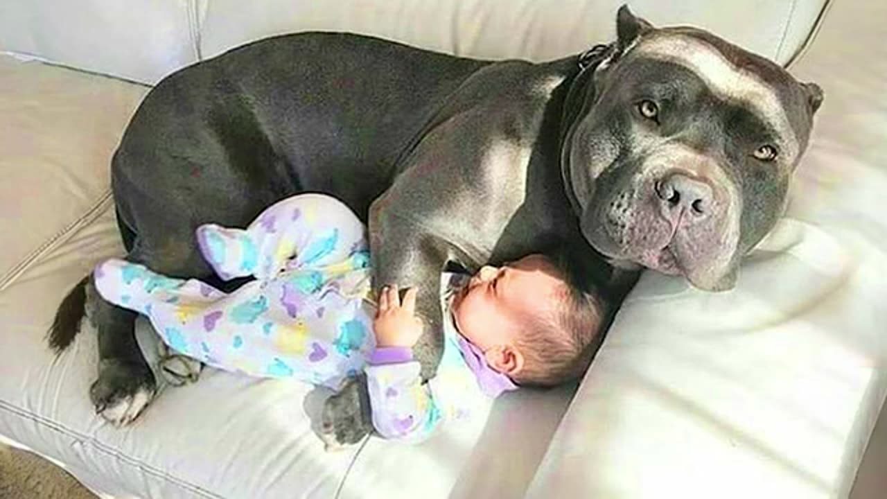 Having Protective Dogs are Awesome