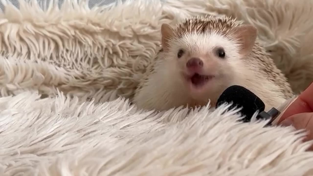 Hedgehog enjoying a treat 😊