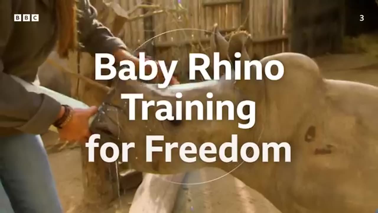 5 Amazing Rhino Conservation Moments BBC Earth_360P