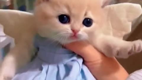 Cute Cats Compilation 3