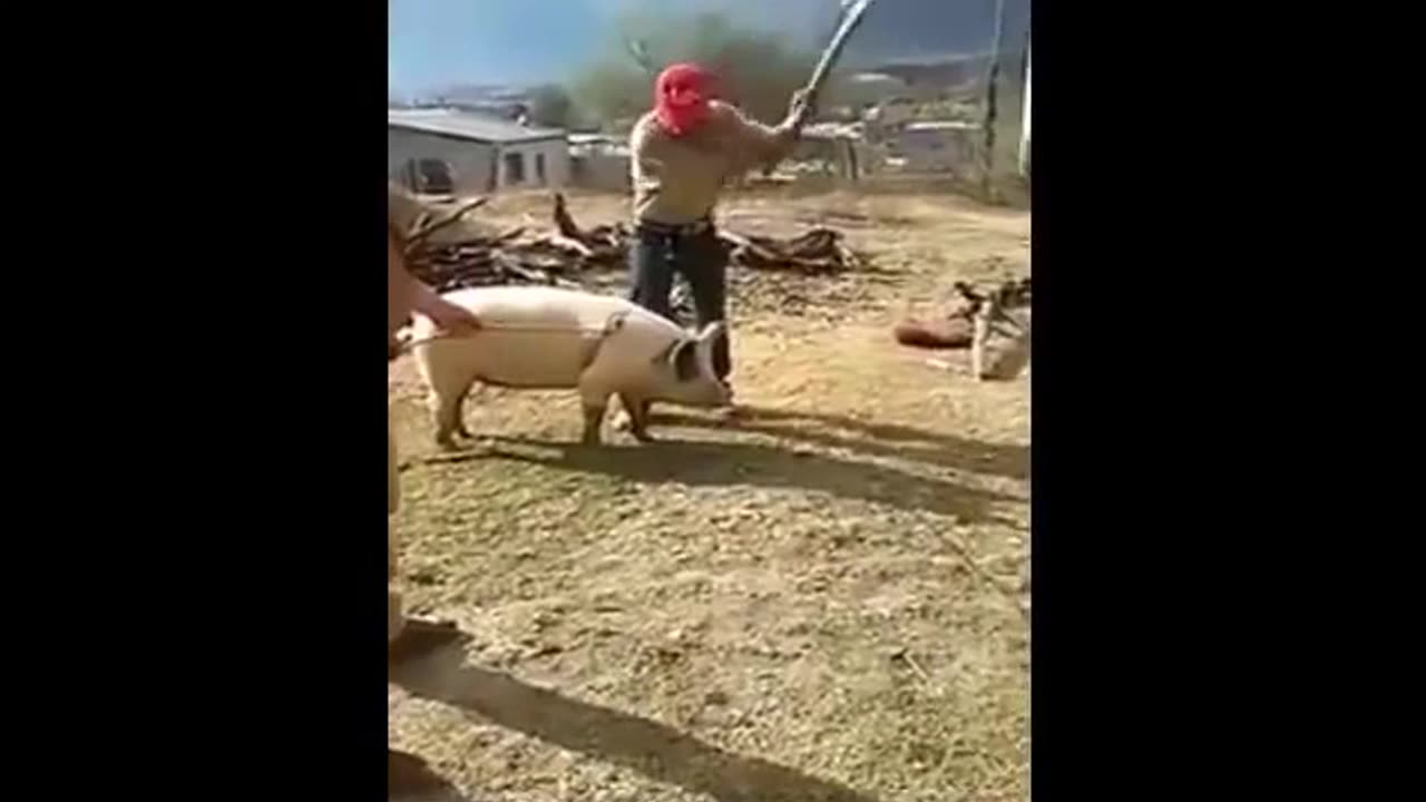 HOW? He KNOCKED HIMSELF OUT trying to slaughter a pig with an axe
