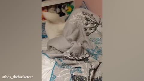 "2024's Funniest Cats & Dogs Videos 🐾 LOL!"