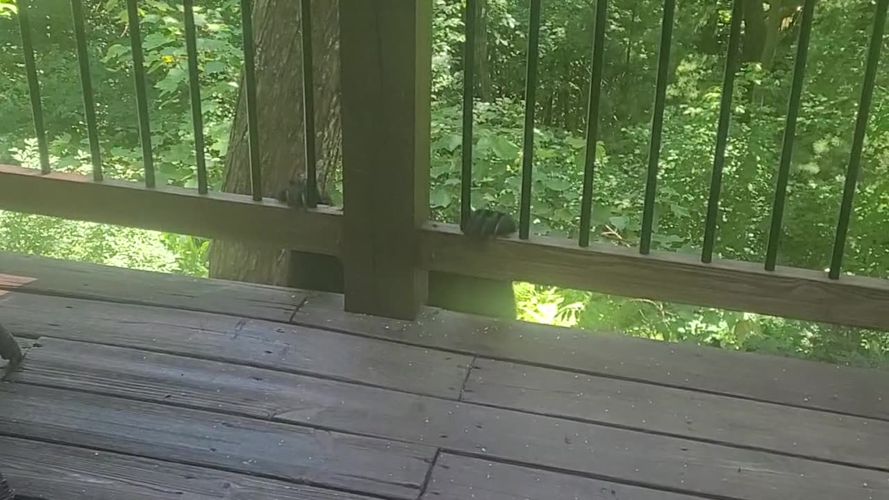 Politely Telling a Bear to Get Off My Balcony