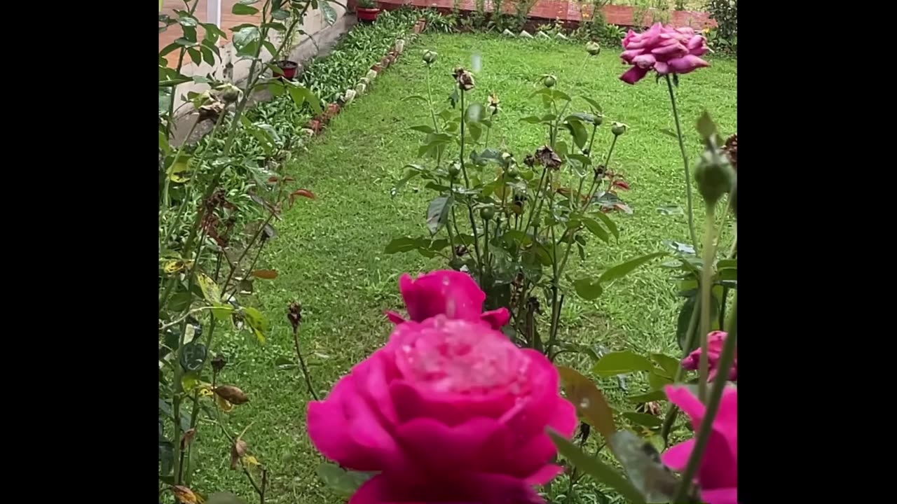 Mesmerising rain