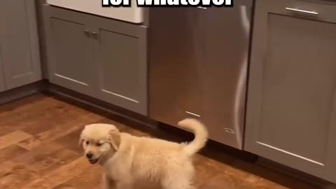 Dinnertime with a Puppy! Ft- hudsondagoodboy