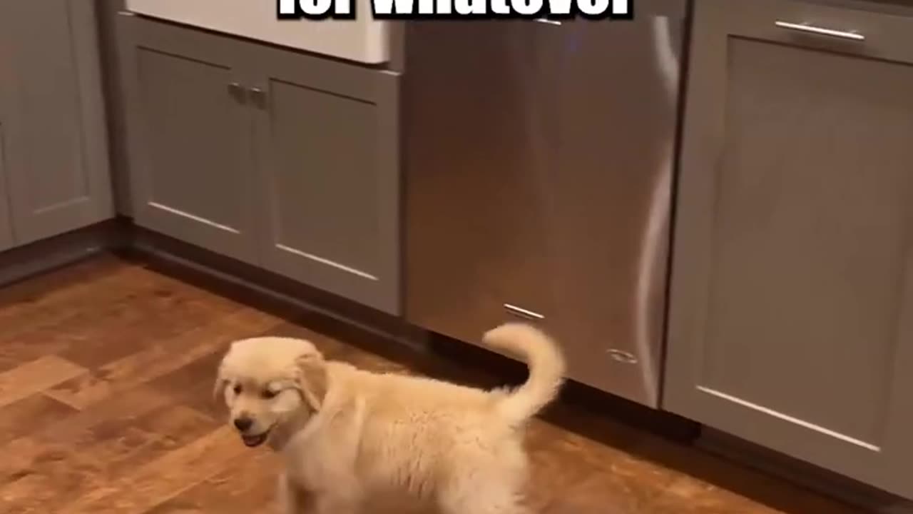 Dinnertime with a Puppy! Ft- hudsondagoodboy