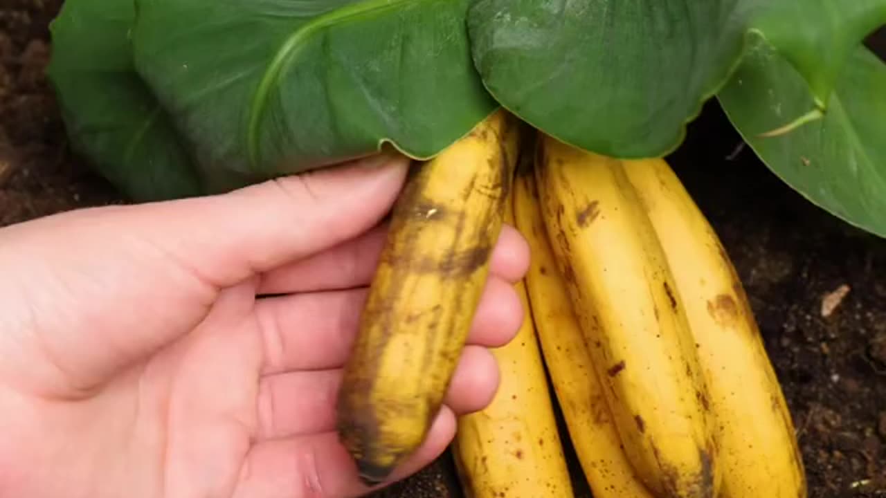 Banana hacks