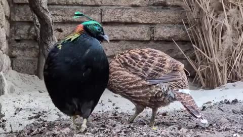 The Himalayan Minal Is A Acient Bird Of Nepal Where It Is Known As The Danphe And A State Bird Of Uttarakhand India