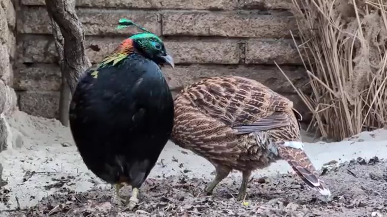 The Himalayan Minal Is A Acient Bird Of Nepal Where It Is Known As The Danphe And A State Bird Of Uttarakhand India
