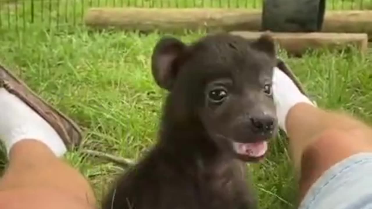 Hyena cubs are the cutest animals in the world!