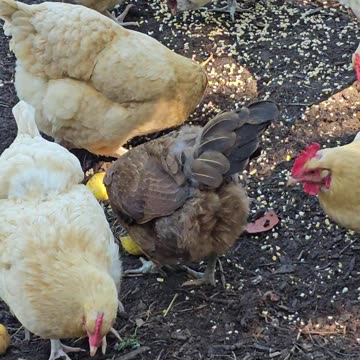 OMC! Why is brownie so cute? - Brownie and her happy little hen friends peck 4 corn #brownie #shorts