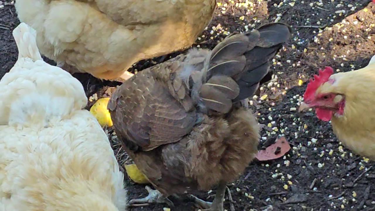 OMC! Why is brownie so cute? - Brownie and her happy little hen friends peck 4 corn #brownie #shorts