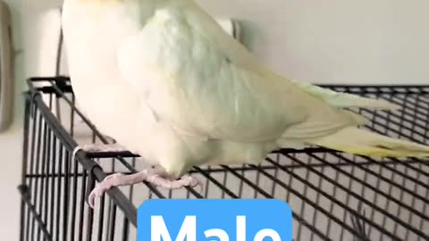 Funny parrot |cockatiel parrot | Funny birds | Funny animals