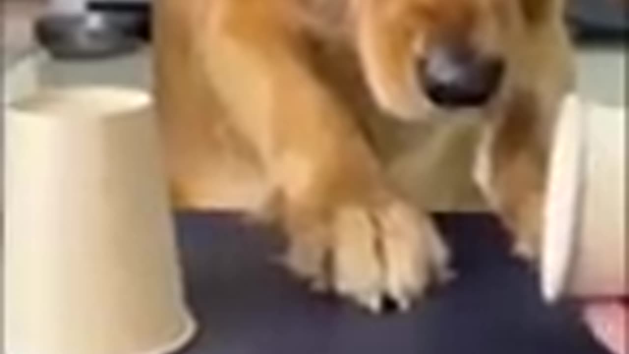 Cutest dog vid EVER