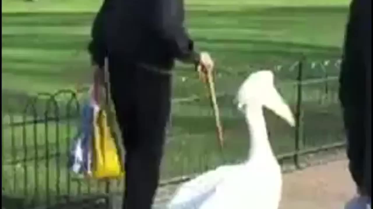 Wildlife