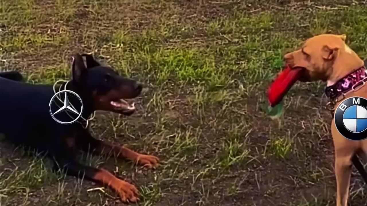 BMW dog vs mercedes Dog