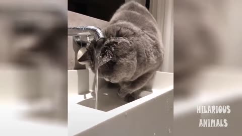 Try NOT to laugh-Kitty Cat edition!