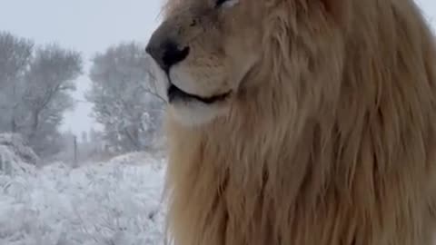 Snow in South Africa