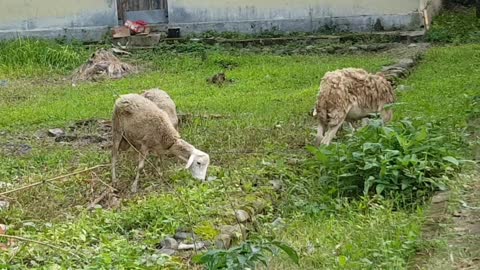 The goats are eating grass behind my house