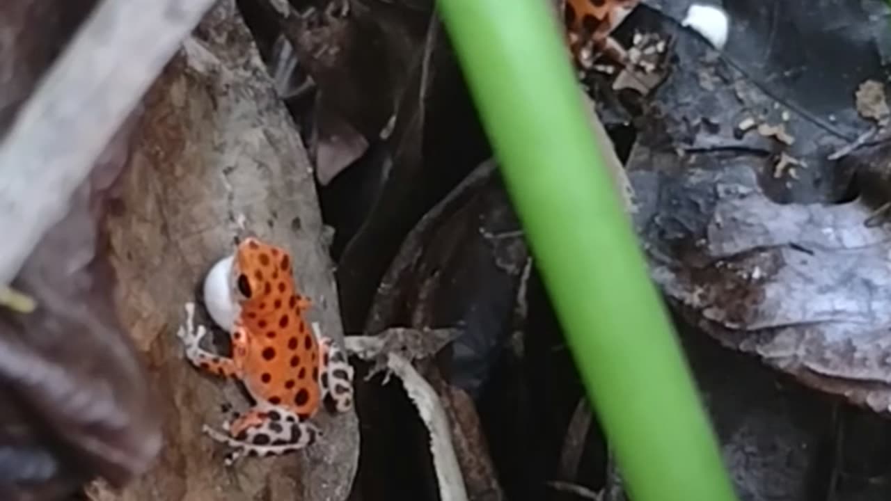 Bastimentos Red Frog Calling