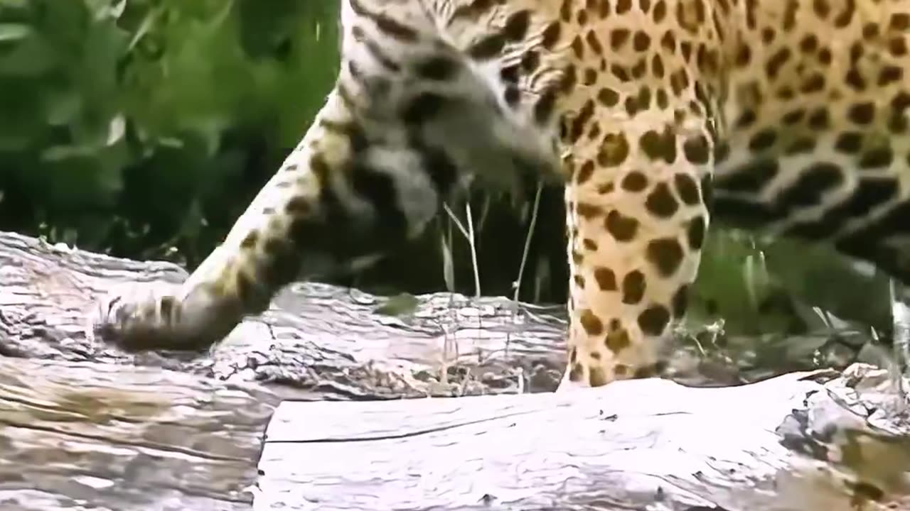 A jaguar seeks help from humans to save her cub ❤️❤️❤️