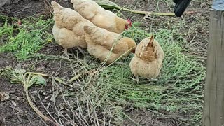 OMC! Happy chickens enjoying a treat of wild grass and seed - How do they know what to eat? #shorts