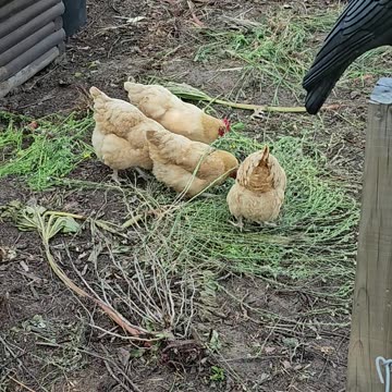 OMC! Happy chickens enjoying a treat of wild grass and seed - How do they know what to eat? #shorts