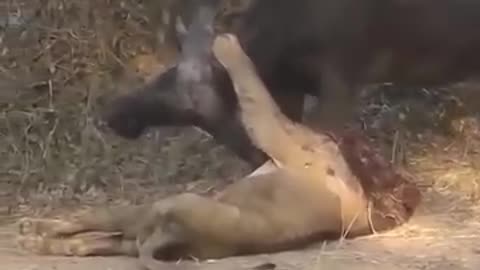 Wild buffalo vs lion