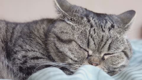 Why Do Cats Purr The Science Explained!